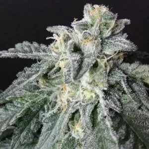 Close-up image showcasing the frosty buds of the A-10 Strain Autoflower Seeds. Perfect for growers seeking high-quality autoflowering genetics. Buy your A-10 seeds today!