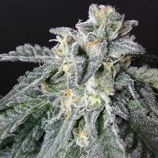 A-10 Strain Autoflower Seeds Close-Up Image Showcasing The Frosty Buds Of The A-10 Strain Autoflower Seeds. Perfect For Growers Seeking High-Quality Autoflowering Genetics. Buy Your A-10 Seeds Today!