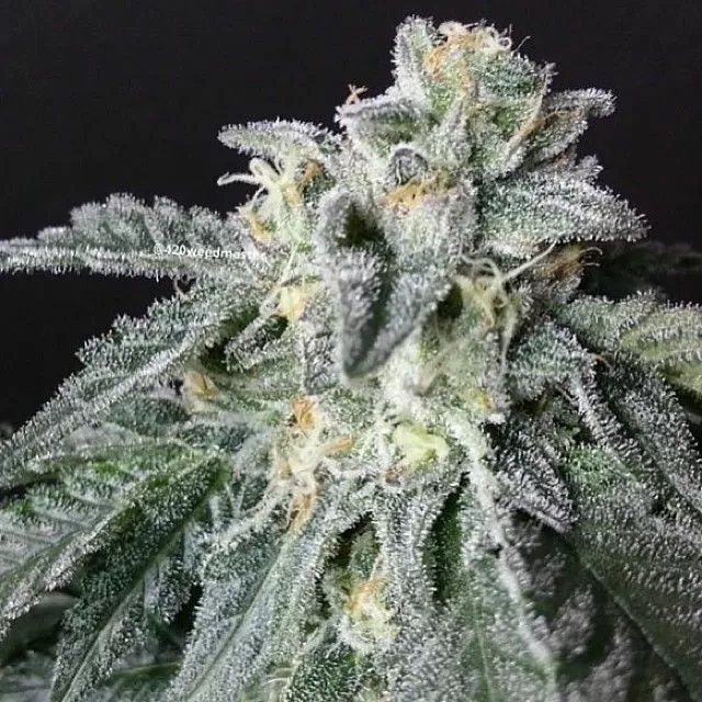 A-10 autoflower seeds
