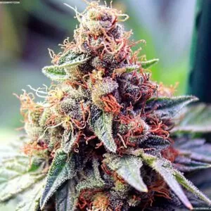 Close-up of a mature cannabis bud showcasing the dense trichome coverage of Ace of Spades Strain Autoflower Seeds. Order your seeds today!