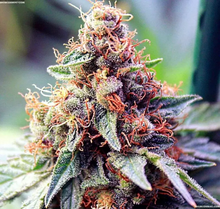 Ace of Spades autoflower seeds