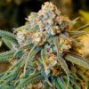 Big Cheese Strain Feminized Seeds