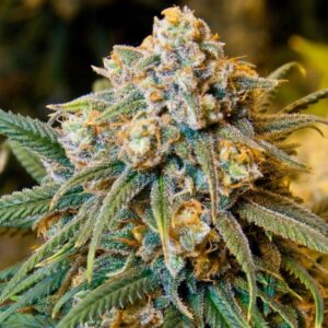 Close-up of a frosty, mature Big Cheese Strain Feminized Seeds cannabis bud, showcasing dense trichome coverage and vibrant green foliage.
