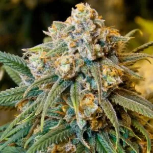 Big Cheese Feminized Seeds