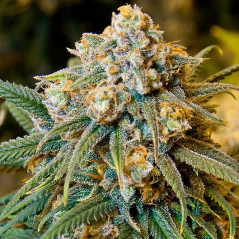 Big Cheese feminized seeds