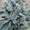 Close-up of a vibrant Big Haze Strain Feminized Seeds bud, showcasing its dense trichomes and healthy green leaves. Ideal for cannabis cultivators.