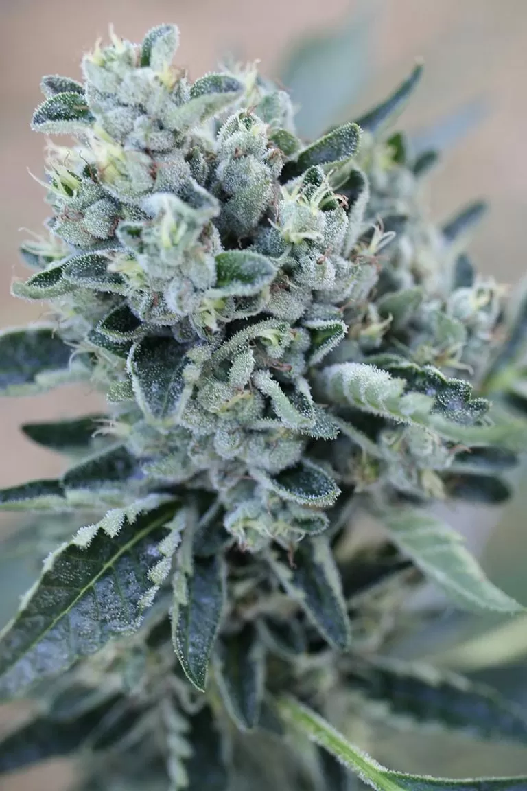 Big Haze feminized seeds