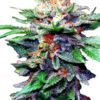 Close-up showcasing the vibrant colors and trichome density of Blueberry Medical Strain CBD Seeds. Purchase high-quality medical-grade cannabis seeds today.