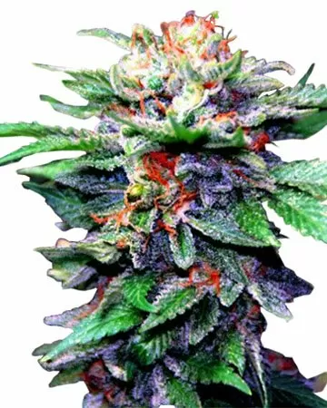 Blueberry High cbd seeds