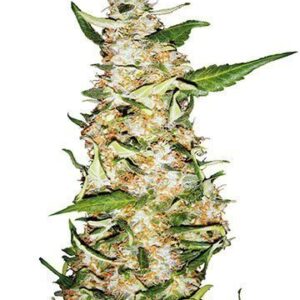 Close-up of a budding Critical Mango Medical Strain CBD plant. Ideal for cultivators looking for Critical Mango Medical Strain CBD Seeds.