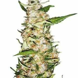 Close-up of a budding Critical Mango Medical Strain CBD plant. Ideal for cultivators looking for Critical Mango Medical Strain CBD Seeds.