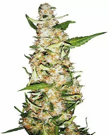 Critical Mango cbd seeds