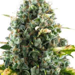 Close-up of a vibrant Moby Dick Medical Strain CBD Seeds cannabis flower. High-quality seeds available for purchase for medical use.
