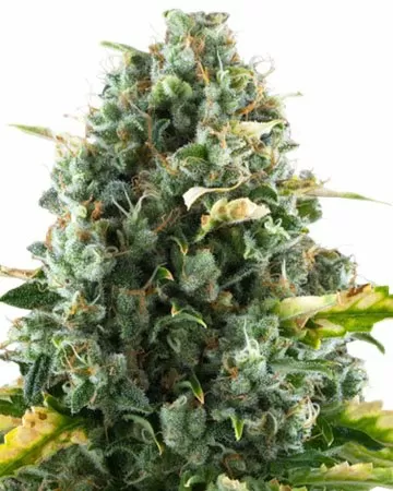 Moby Dick cbd seeds