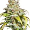 Close-up of a vibrant Harlequin Strain Autoflower Seeds bud, showcasing its trichome-covered surface and healthy leaves. View our selection of high-quality seeds.