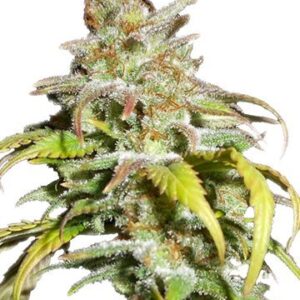 Close-up of a vibrant Harlequin Strain Autoflower Seeds bud, showcasing its trichome-covered surface and healthy leaves. View our selection of high-quality seeds.