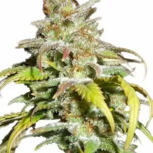 Close-up of a vibrant Harlequin Strain Autoflower Seeds bud, showcasing its trichome-covered surface and healthy leaves. View our selection of high-quality seeds.