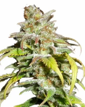 Harlequin Strain Autoflower Seeds Close-Up Of A Vibrant Harlequin Strain Autoflower Seeds Bud, Showcasing Its Trichome-Covered Surface And Healthy Leaves. View Our Selection Of High-Quality Seeds.