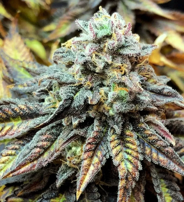 Harlequin 1:18 Strain Cbd Seeds Close-Up Of A Mature Harlequin 1:18 Strain Cbd Seeds Plant, Highlighting Its Trichome-Covered Buds And Vibrant Leaves. Superior Genetics For Cbd Cultivation.