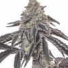 Close-up of a mature Jean Guy Strain Autoflower Seeds plant, showcasing its dense, resin-covered buds and dark leaves. A great choice for fast and easy cultivation.