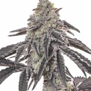 Close-up of a mature Jean Guy Strain Autoflower Seeds plant, showcasing its dense, resin-covered buds and dark leaves. A great choice for fast and easy cultivation.