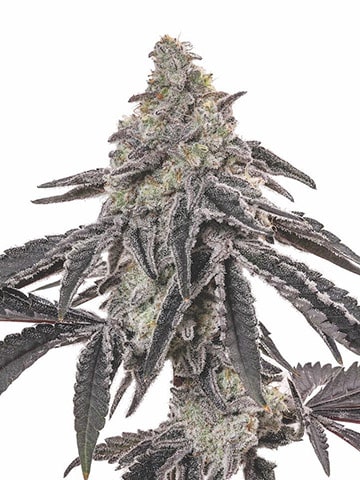 Jean Guy Strain Autoflower Seeds Close-Up Of A Mature Jean Guy Strain Autoflower Seeds Plant, Showcasing Its Dense, Resin-Covered Buds And Dark Leaves. A Great Choice For Fast And Easy Cultivation.