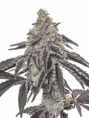 Jean Guy autoflower seeds