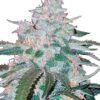 Close-up of a mature cannabis bud, showcasing the dense trichome coverage indicative of the potent Pineapple Express Strain Autoflower Seeds. Premium quality cannabis buds.