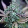 Close-up of a mature bud of Strawberry Cheese Strain Feminized Seeds, showcasing the vibrant colors and trichome coverage of this premium cannabis strain.