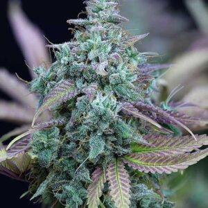 Close-up of a mature bud of Strawberry Cheese Strain Feminized Seeds, showcasing the vibrant colors and trichome coverage of this premium cannabis strain.