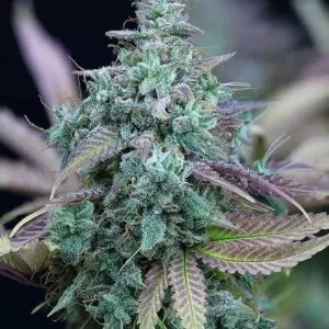 Close-up of a mature bud of Strawberry Cheese Feminized Seeds, showcasing the vibrant colors and trichome coverage of this premium cannabis strain.