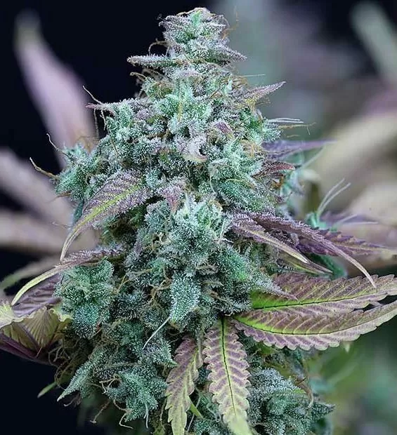 Strawberry Cheese feminized seeds