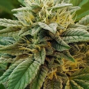 Close-up of a mature cannabis flower, showcasing the trichomes and pistils of the A-Train Strain Autoflower Seeds. High-quality genetics for premium yields.