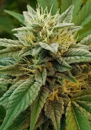 A-Train autoflower seeds