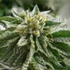 Close-up of a trichome-covered cannabis bud. This is a top-quality Abusive OG Strain Autoflower Seeds, showcasing its resinous and potent characteristics.