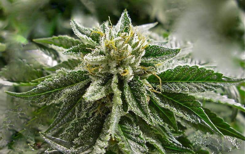 Abusive Og Strain Autoflower Seeds Close-Up Of A Trichome-Covered Cannabis Bud. This Is A Top-Quality Abusive Og Strain Autoflower Seeds, Showcasing Its Resinous And Potent Characteristics.