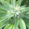 Close-up of Ace Killer OG Autoflower Marijuana Seeds. High-quality Ace Killer OG Feminized cannabis plant displaying healthy growth and trichome development.
