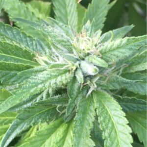 Close-up of Ace Killer OG Autoflower Marijuana Seeds. High-quality Ace Killer OG Feminized cannabis plant displaying healthy growth and trichome development.