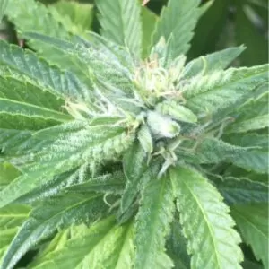 Close-up of Ace Killer OG Autoflower Marijuana Seeds. High-quality Ace Killer OG Feminized cannabis plant displaying healthy growth and trichome development.