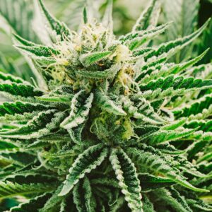 Close-up of a vibrant Afcrack Feminized Marijuana bud. This Afcrack Autoflower Marijuana plant showcases frosty trichomes indicative of potent cannabis genetics.