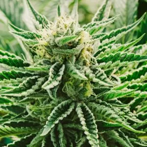 Close-up of a vibrant Afcrack Feminized Marijuana bud. This Afcrack Autoflower Marijuana plant showcases frosty trichomes indicative of potent cannabis genetics.