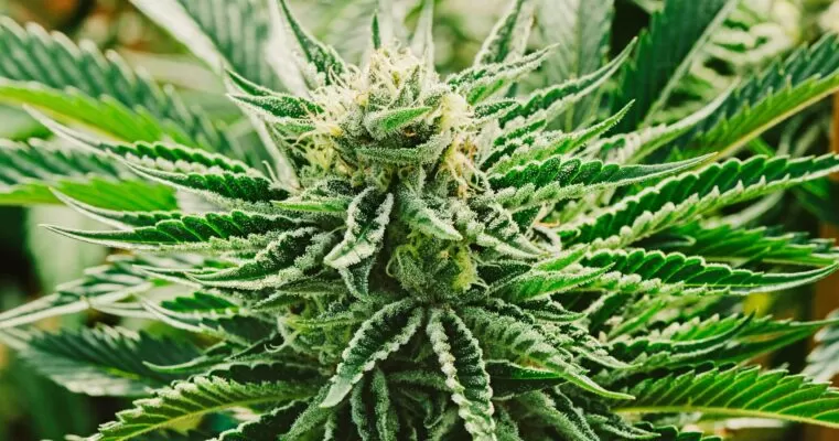 Afcrack autoflower seeds