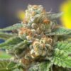 Close-up view of a vibrant, resinous cannabis bud. Agent Orange Strain Autoflower Seeds produce flowers like this, full of trichomes and vibrant colors.
