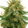 Close-up of a lush Alpine Star Feminized Marijuana bud. This Alpine Star Strain is vibrant, showcasing its premium quality and dense trichome coverage.