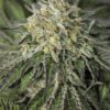 Close-up of a potent and resinous bud, showcasing the Amherst Diesel Strain Autoflower Seeds. Ideal for enthusiasts seeking premium genetics for cultivation.