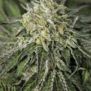 Close-up of a potent and resinous bud, showcasing the Amherst Diesel Strain Autoflower Seeds. Ideal for enthusiasts seeking premium genetics for cultivation.