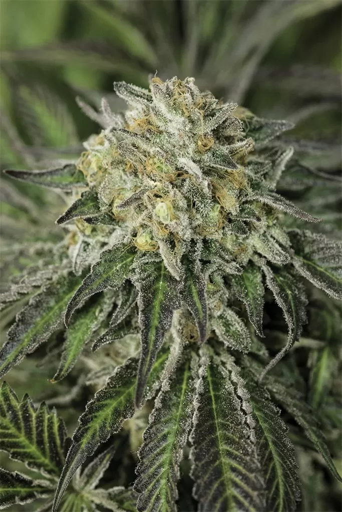 Amherst Diesel autoflower seeds
