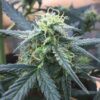 Close-up of a mature cannabis plant bud, showcasing the dense trichome coverage from Big Devil Stain Feminized Seeds. Premium genetics for high-quality yields.