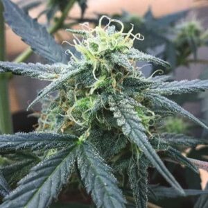 Close-up of a mature cannabis plant bud, showcasing the dense trichome coverage from Big Devil Stain Feminized Seeds. Premium genetics for high-quality yields.