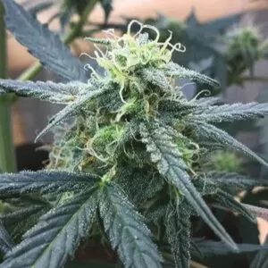 Big Devil Feminized Seeds